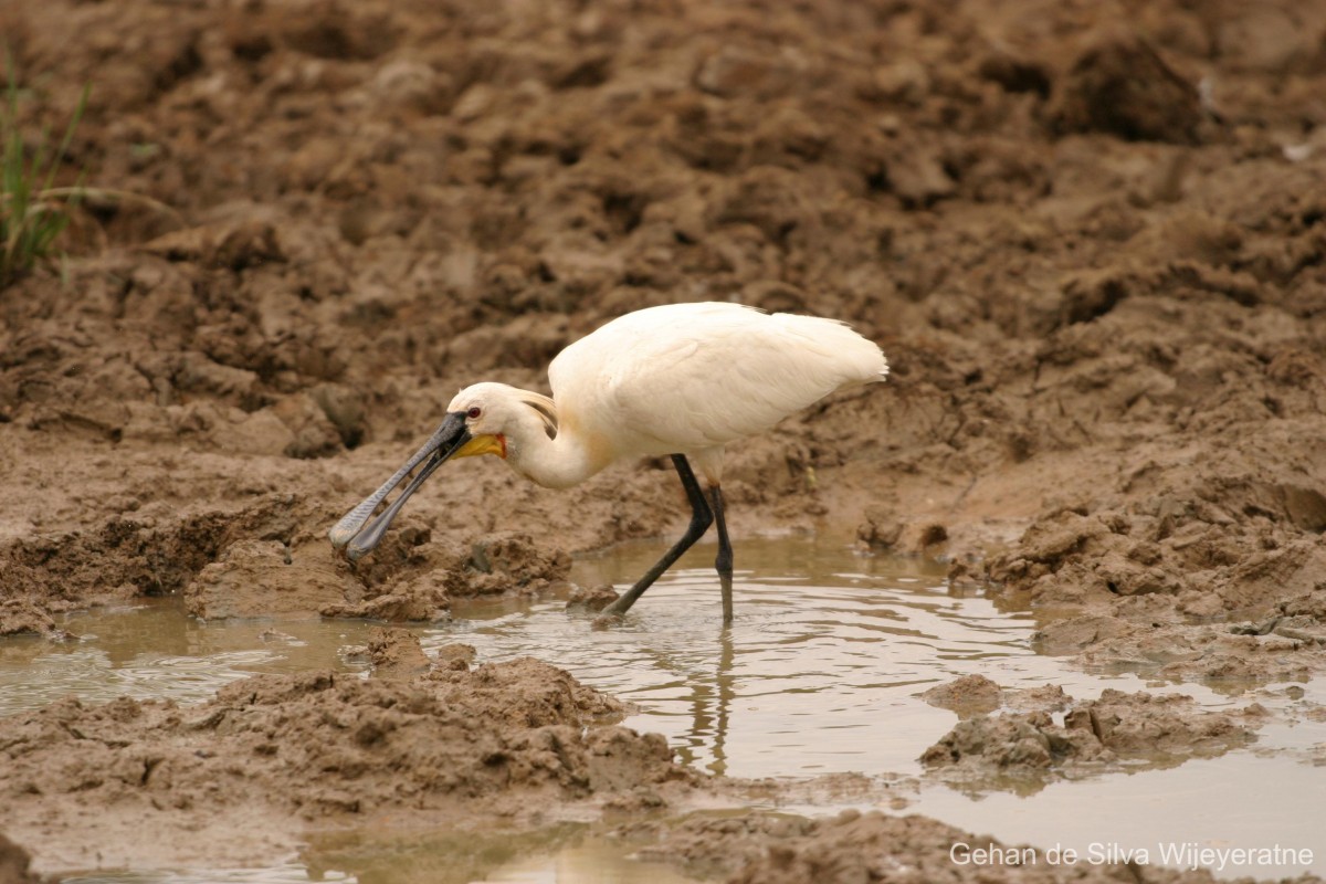 Platalea